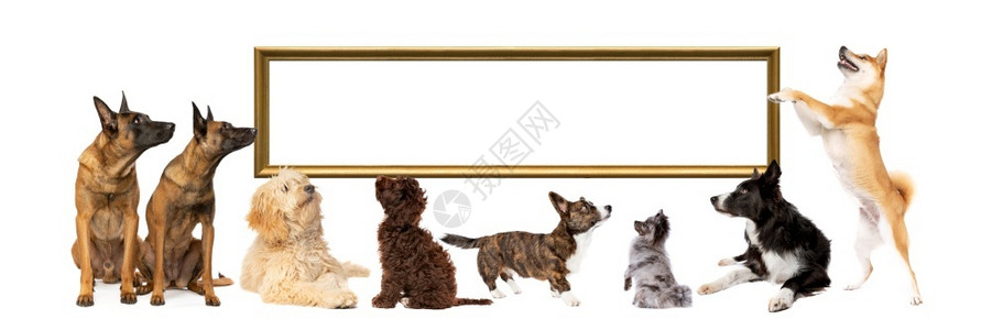 空的一组八只狗向上往前看另一组向下副空金色的画框一组由八只狗向上和侧面看大学小狗图片