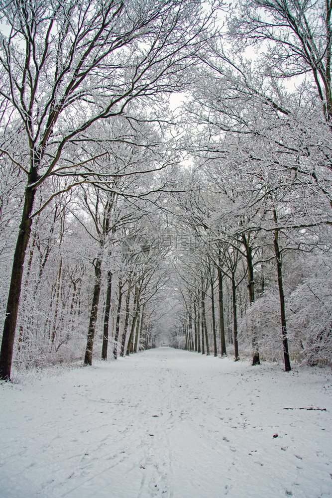 下雪的农村荷兰森林的冬季风景地点荷兰图片