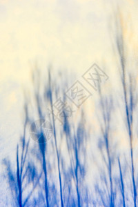 蓝色的金天空抽象反射在高的蓝树水中没有金云的叶子背景图片