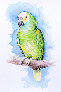 黄色的纸上美丽手画水彩鸟鹦鹉可爱的动物背景图片