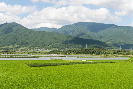 稻田和远处的山脉图片