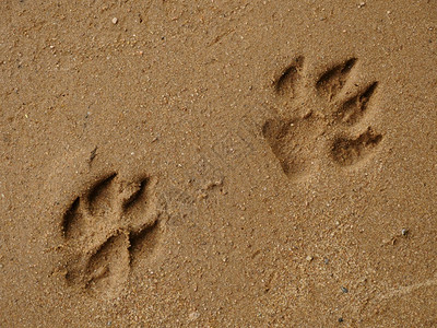 痕迹踪湿沙上的大狗足迹小路背景图片