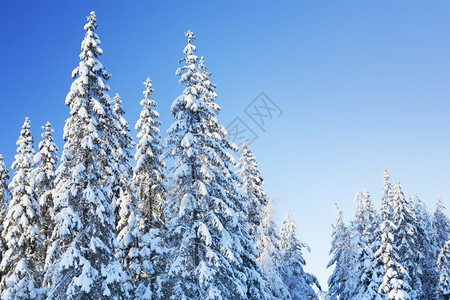 冬天冰雪覆盖的荒野树木图片