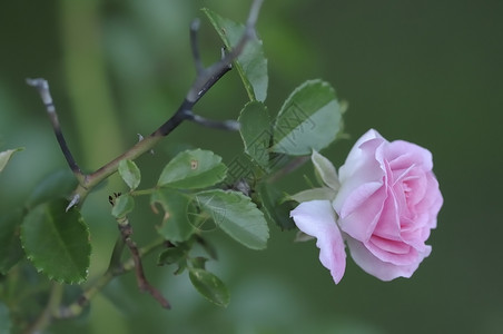 粉红玫瑰非洲开花亲爱的背景图片