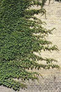 葡萄叶覆盖旧建筑的墙壁树枝植物叶图片