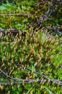 苔藓泰国结痂绿色的穆斯图片