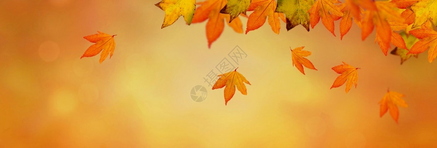 秋季落叶落下的背景图片