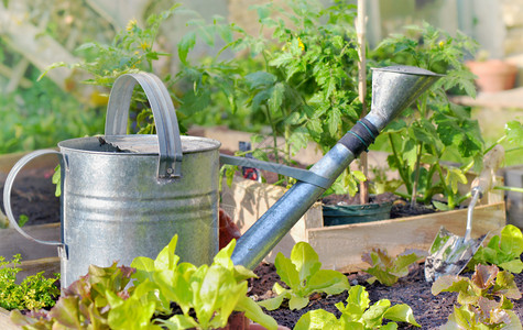 浇水蔬菜园中的金属水罐头一种能够图片