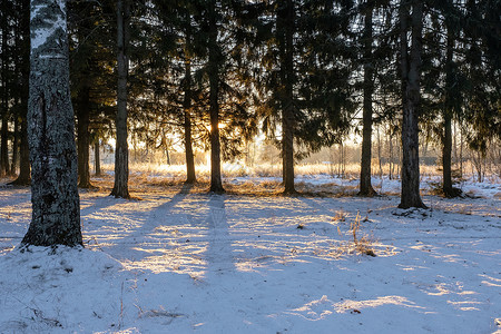冬日眼光照耀下的树和雪地上的倒影背景图片