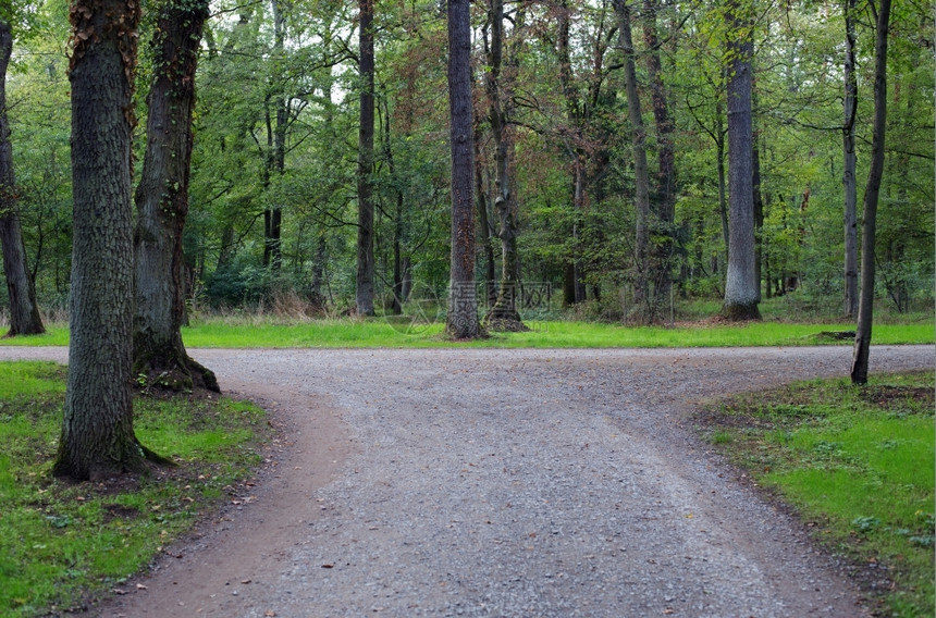踪迹或者概念的森林中道路右叉或左图片