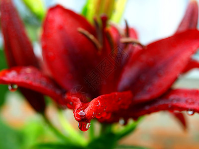 从哪里来从红百合花瓣流出的雨滴红色百合花深度场地美丽的设计图片