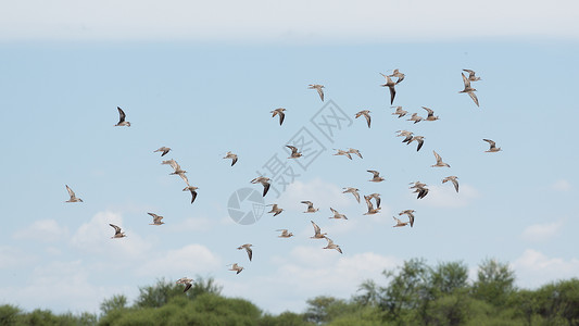 一种空气鸟群高飞在中翅膀张开的鸟群航班图片