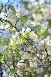 花园植物在树上生长的小白花朵史密斯图片