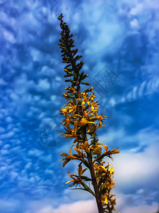 盛开花粉园黄色鲜纹理天空图片