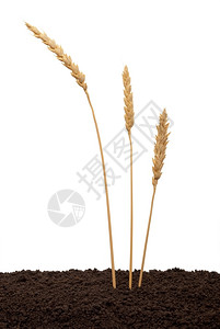 地球植物食土壤中的小麦耳朵图片