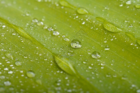 绿叶加上水滴植物绿色湿的图片