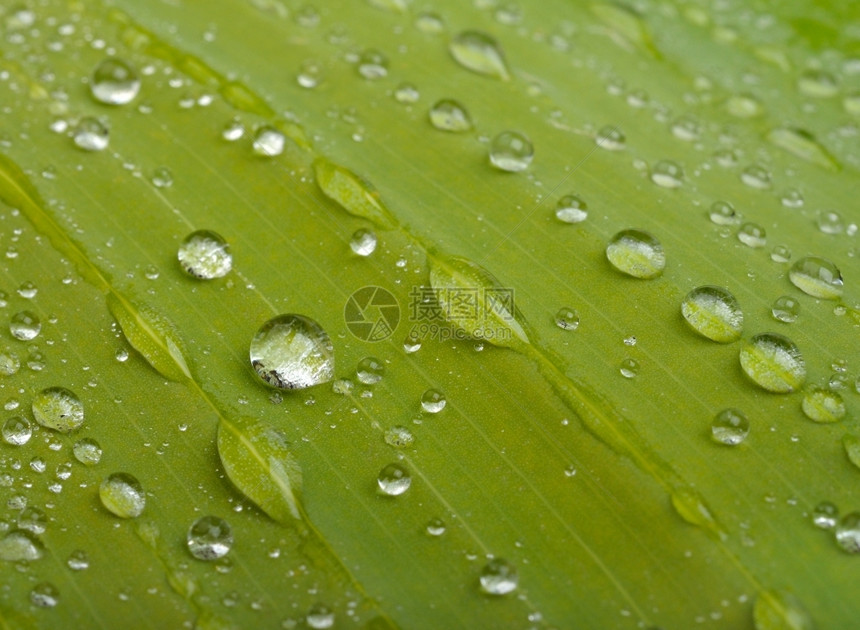 闪亮的雨滴湿绿叶加上水滴图片