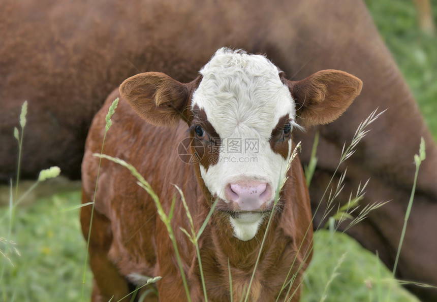 白色的乳制品小可爱牛腿白色和棕在有牛背景的草地上动物图片