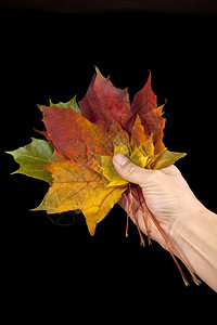 手中的秋叶背景图片