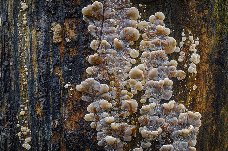 寄生虫死的湿枯树上年轻白蘑菇图片
