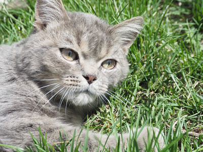 躺在草地上的小猫咪图片