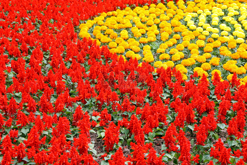 红花和黄背景植物盛开群图片