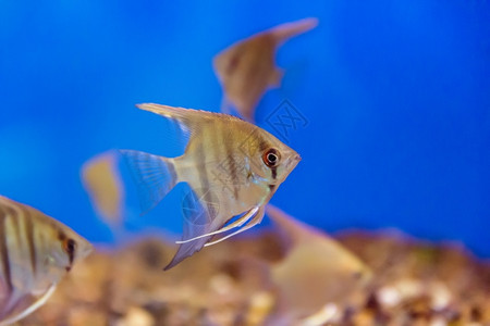 热带淡水族馆加彩礼照片海洋河金鱼背景图片