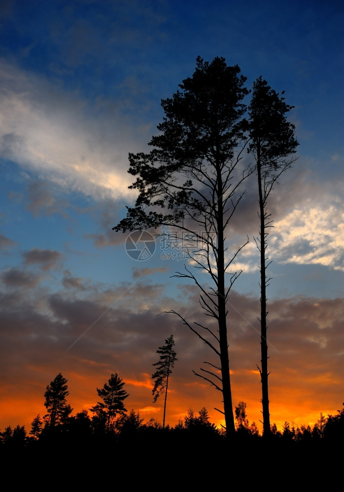 一种天空日落的时候有云彩和松木的阴影晚上图片