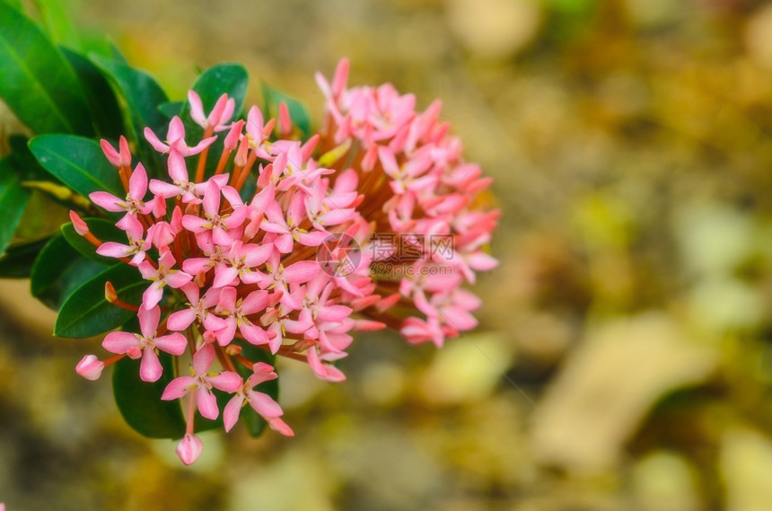 红花植物粉热带叶子图片