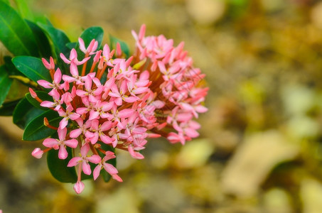 红花植物粉热带叶子图片