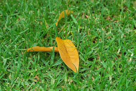 草地上的落叶背景图片