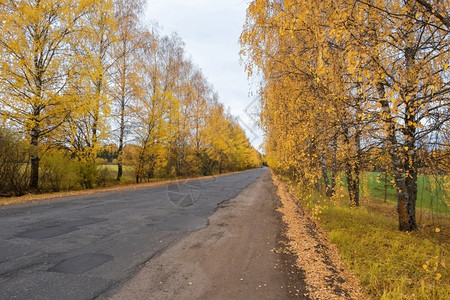 道路两边金黄色的树木背景图片