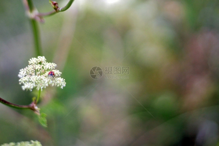 季节绿色在植物上行走的青草红色图片