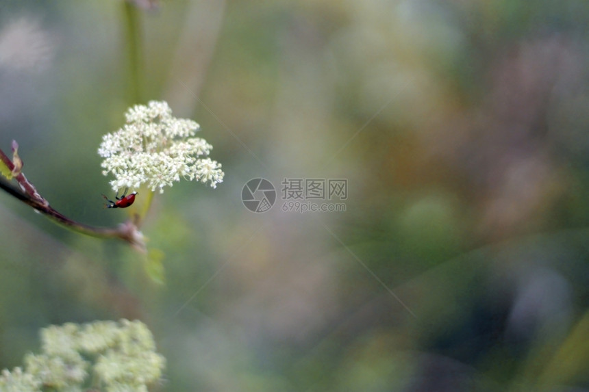 动物在植上行走的青草漏洞步行图片