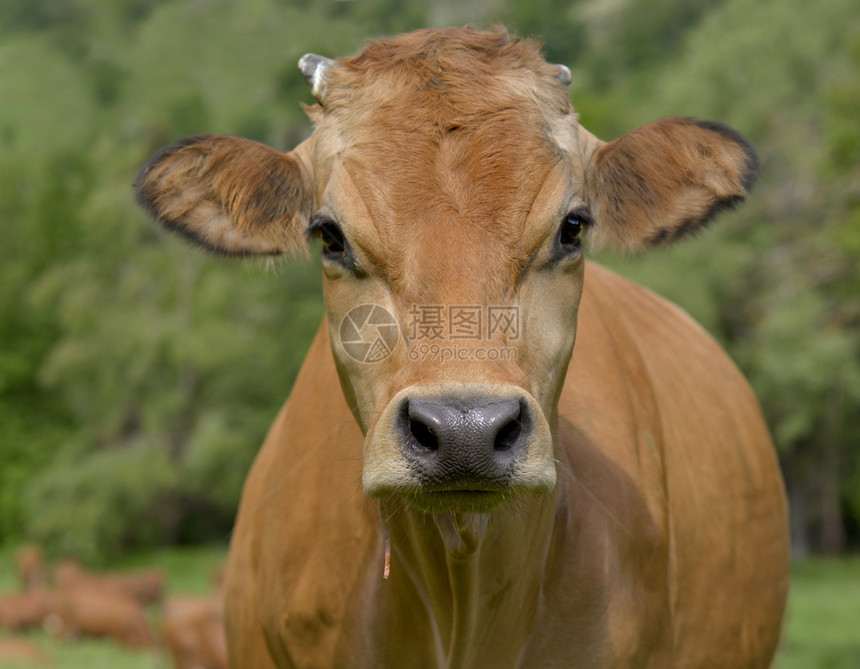 动物美丽的草原上一头漂亮的棕色牛肖像农场图片