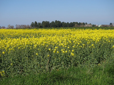 农学的鲜花业春天图片