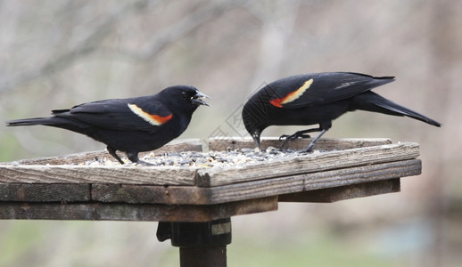 凤凰两只红翼黑鸟Agelaiusphenenicous在一只养鸟的两红翼黑吃东西类一种背景图片