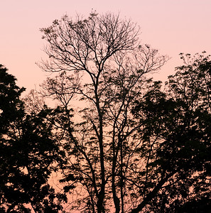 植物叶子自然双光天空背景上的树枝圆轮廓图片
