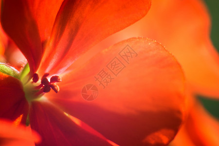 植物开花明亮美丽的红朵瓣芙蓉图片