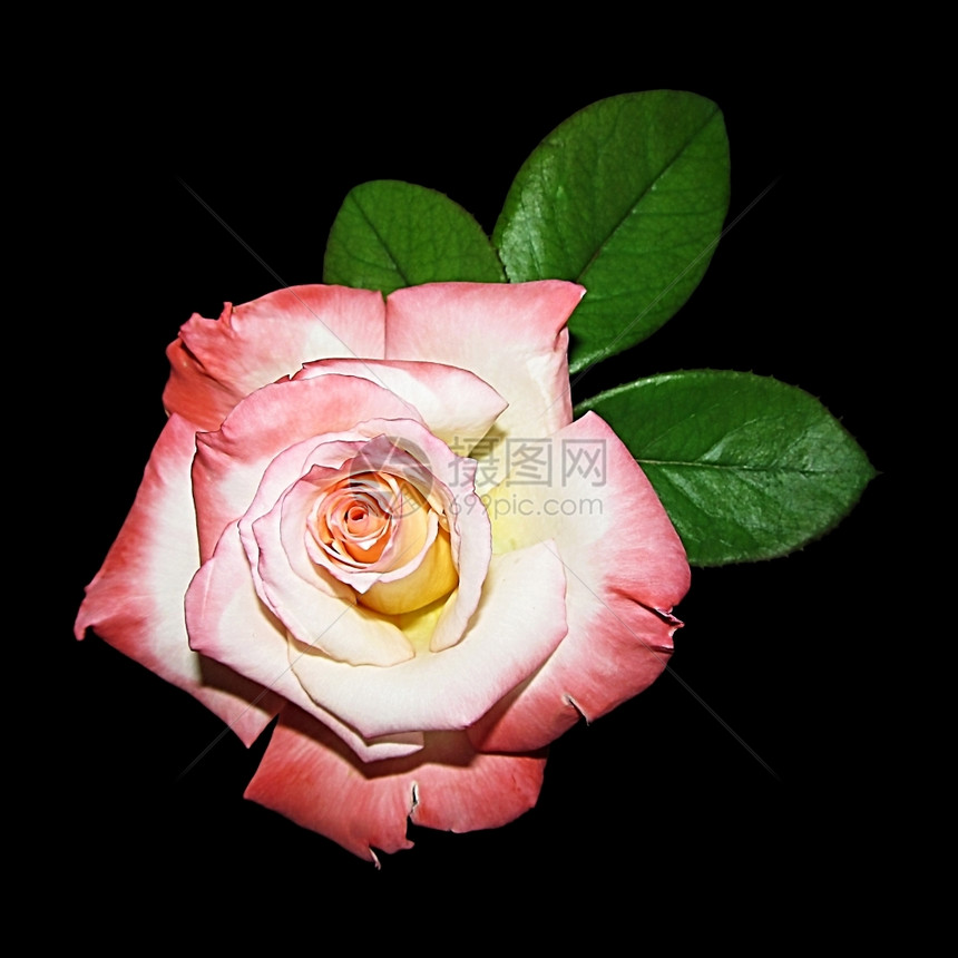花单身的植物群孤立粉红玫瑰和黑色背景绿叶图片