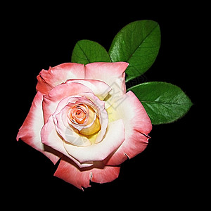 花单身的植物群孤立粉红玫瑰和黑色背景绿叶图片