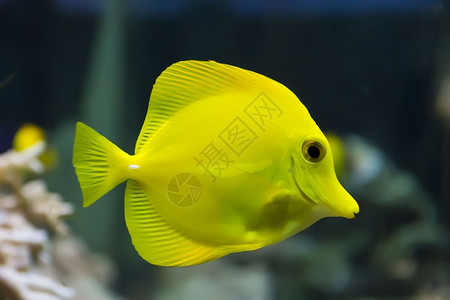 水族馆下刺尾鱼族箱中斑马体黄塘鱼的形象图片