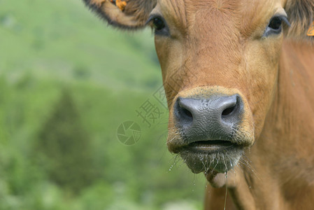 美丽的年轻塔坦提西棕色奶牛的贴近肖像哺乳动物农业高清图片