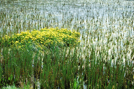 黎明花朵清晨的池塘里有草和雅各布斯背景图片