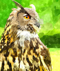 野生动物猫头鹰背景图片