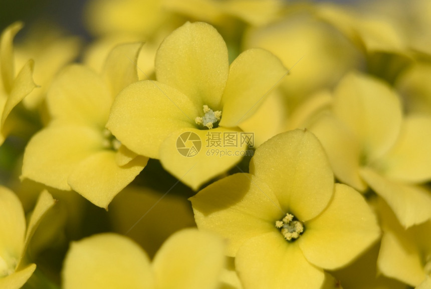 盛开漂亮的植物黄色开花朵美丽宏图片