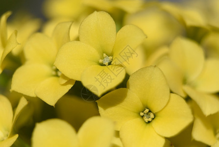 盛开漂亮的植物黄色开花朵美丽宏图片