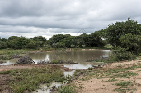 绿色公园非洲南部保留有水的自然区域湖图片