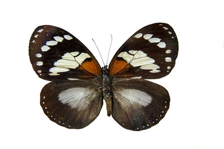博物馆台的一只大蝴蝶被隔离动物死的翅膀图片
