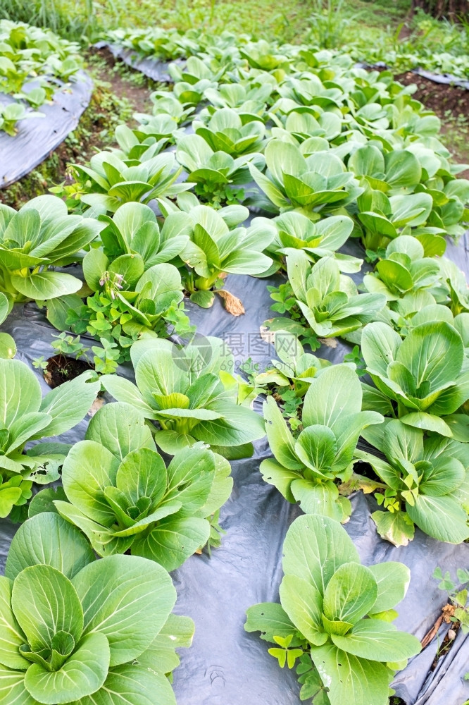 农业亚洲印度尼西爪哇省农村蔬菜种植量由印度尼西亚爪哇地区增长植物图片